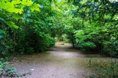 Yoğun yeşil ağaç tepe örtüsü tünelinden geçen çakıl ile kaplı doğal orman yolu, bereketli yeşilliklerle dolu cennet ormanı manzarası açık havada dinlenmek için gölgeli bir yürüyüş yolu oluşturuyor.