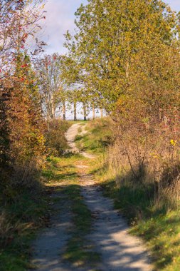 Renkli sonbahar manzarası boyunca kıvrılan manzaralı toprak patika kırsal patika boyunca ağaçların yapraklarını sergiliyor. Yürüyüş ve açık hava eğlencesi için mükemmel. Huzurlu doğa.