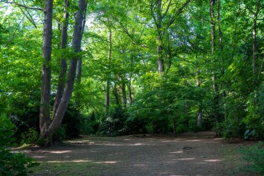 Gölgeli orman yolu, üzerinde yüksek ağaçlar ve yoğun tepe örtüsü olan canlı yeşil yaprak döken ormanların arasından geçiyor. Yazlık yeşillikleri ve manzaralı bir park alanında filtrelenmiş güneş ışığını gösteren sakin doğa yolu fotoğrafçılığı