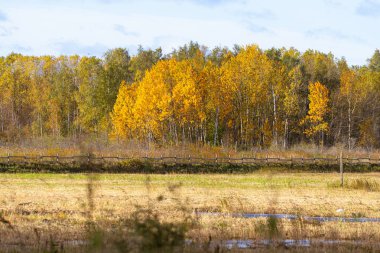 Geleneksel ahşap çitleri ve sulak arazisi olan bir kırsal alan boyunca bir huş ağacı ormanında canlı sonbahar renkleri. Huzurlu sonbahar manzarası altın sarısı yaprakları ve doğal kırsal manzarayı gösteriyor.