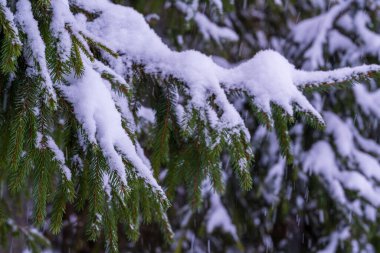 Soğuk bir kar yağışı sırasında Çam Ağacı dallarını kaplayan Taze Beyaz Kar. Kış Ormanında Güzel Kar Dolu Evergreen Kozalaklı Çam Dallarının Yakın Doğanın Fotoğrafı