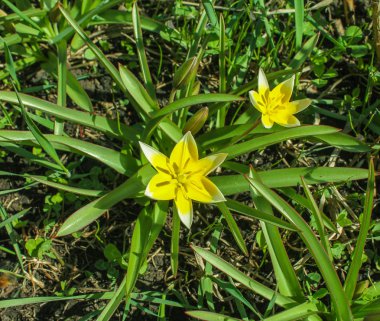 Bahçedeki çiçekler