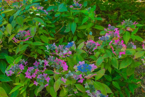 Magiczne kwiaty w ogród angielski — Zdjęcie stockowe