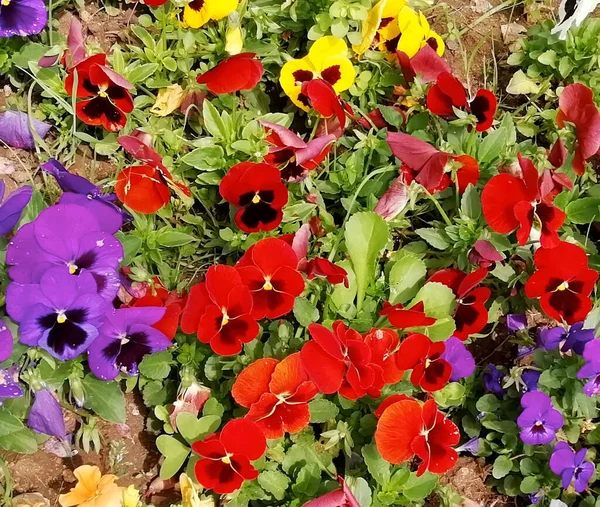 Beautiful Primula Primrose Blossom Bloom Background — Stock Photo, Image