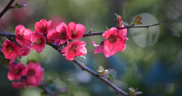 Trpasličí Prunus Laurocerasus Květu Krásný Obraz — Stock fotografie