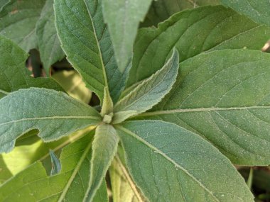 Laurale 'lerin çiçek açan bitkileri. Manolyolitler, Manolyalarla ilgili.