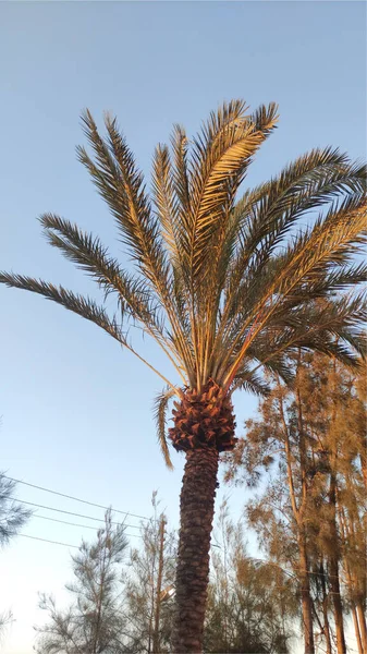 Photo Palm Tree Sunset — Stock Photo, Image