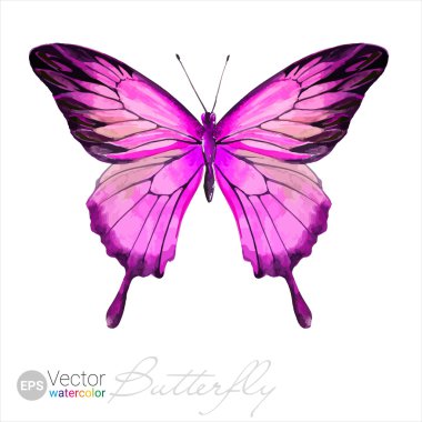 Vector Watercolor Butterfly The Ulysses butterfly Rose pink color illustration clipart