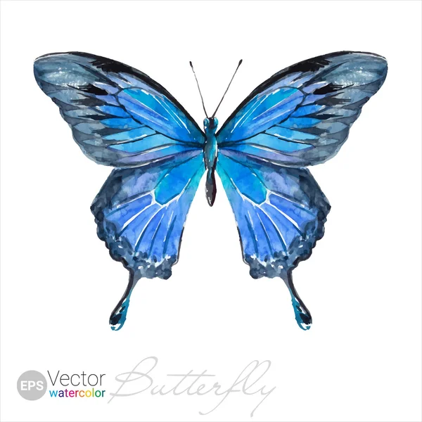 Vetor aquarela borboleta O Ulisses borboleta —  Vetores de Stock