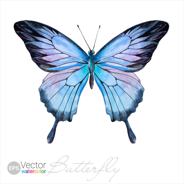 Векторная акварель "Бабочка Улисса"
