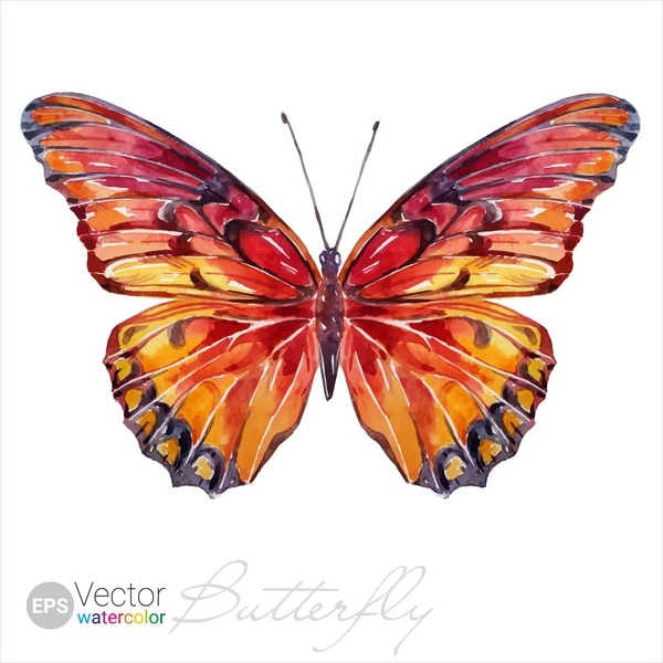 Vector Watercolor Butterfly O Silverspot mexicano —  Vetores de Stock