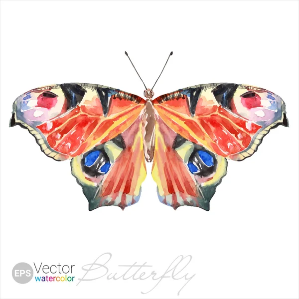 Vector Watercolor Butterfly The European Peacock — Stock Vector