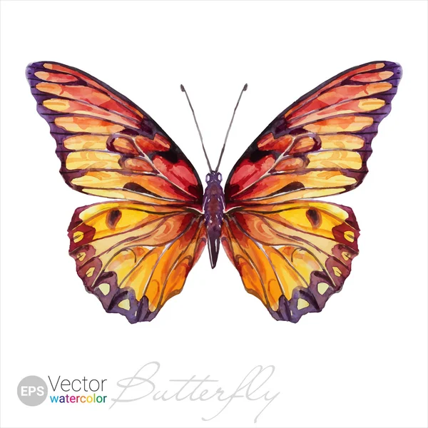 Vector Watercolor Butterfly O Silverspot mexicano —  Vetores de Stock