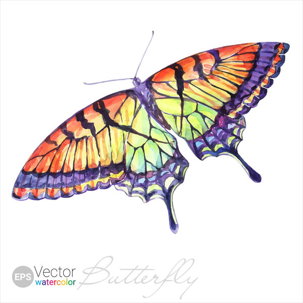 Векторная ласточкина муха
