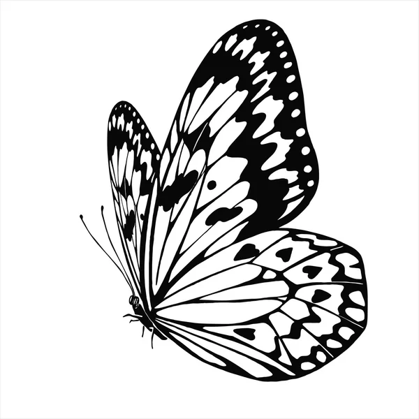 Vector Butterfly Idea Leuconoe — Stockvector