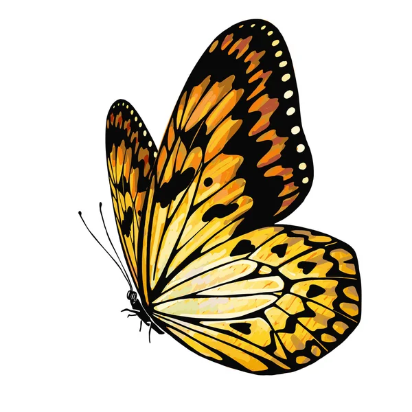 Vektor tangan digambar Butterfly merah oranye ilustrasi - Stok Vektor