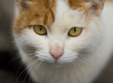 Kırmızı ile beyaz kedi üzerinde