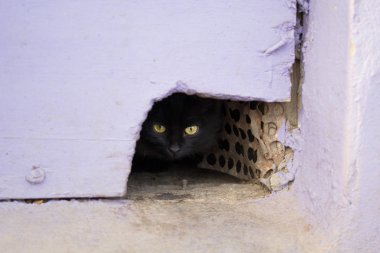 Kedi üzerinde siyah renk