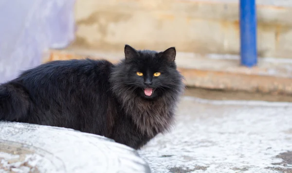 Gato de color negro en — Foto de Stock