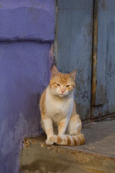 Кот красного цвета на — стоковое фото
