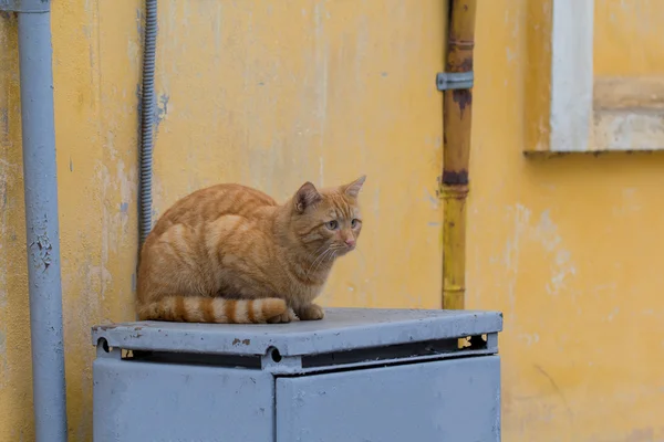Кот красного цвета на — стоковое фото