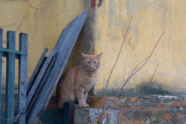 Gato de cor vermelha em — Fotografia de Stock