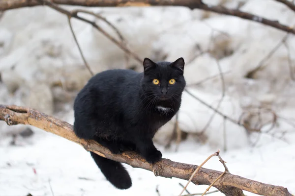 Gato de color negro en —  Fotos de Stock