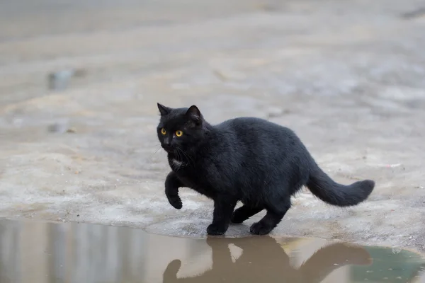 Gato de color negro en —  Fotos de Stock