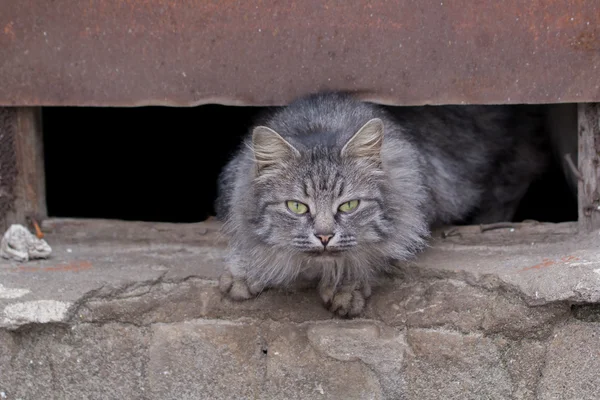 Grigio gatto con bianco su — Foto Stock