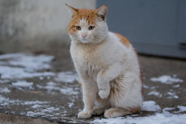 El gato rojo con blanco, se sienta en — Foto de Stock