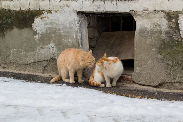 Deux chats rouges divisent le territoire sur — Photo