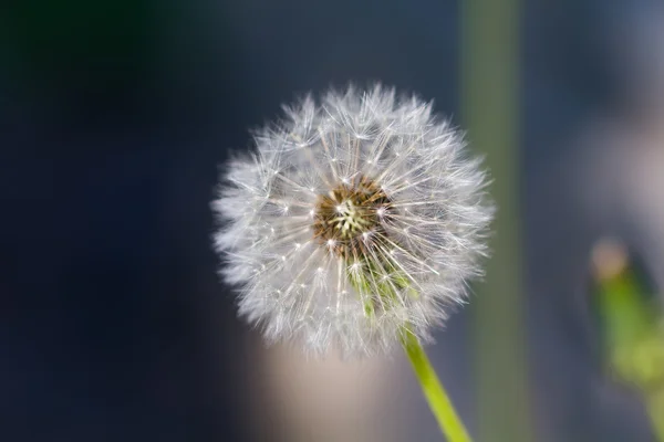 Karahindiba üzerinde bir 