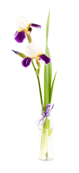 Iris flower w wazonie na — Zdjęcie stockowe
