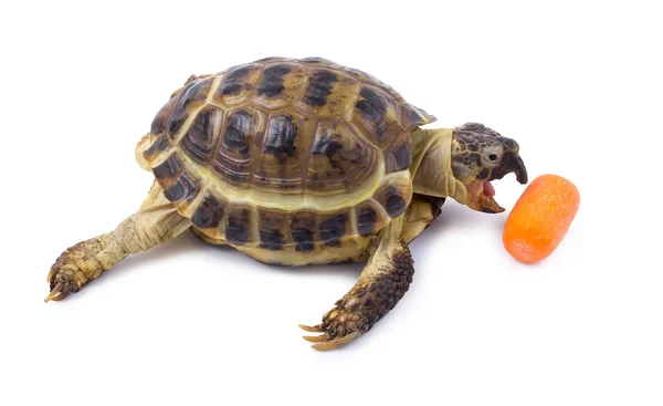 Kaplumbağa havuç yiyor.