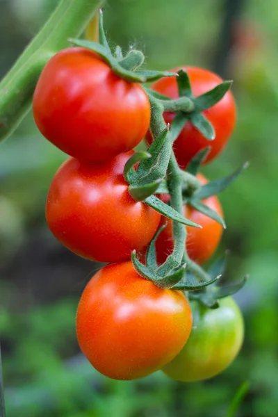 Tomate maduro en una rama en — Foto de Stock