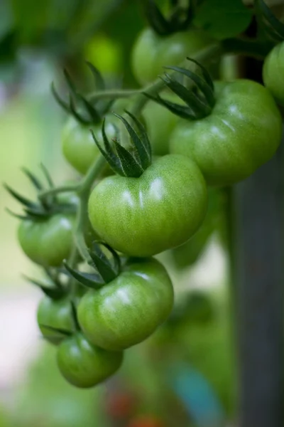 Green tomatoes on a branch in — Stock Photo, Image