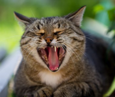 Çizgili kedi yawns 