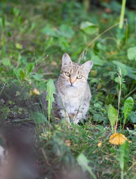 Gato manchado uno a —  Fotos de Stock