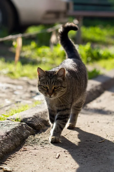 Gato o sem-teto listrado em — Fotografia de Stock