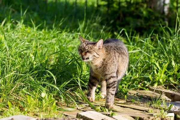 El gato de la calle es una hierba — Foto de Stock