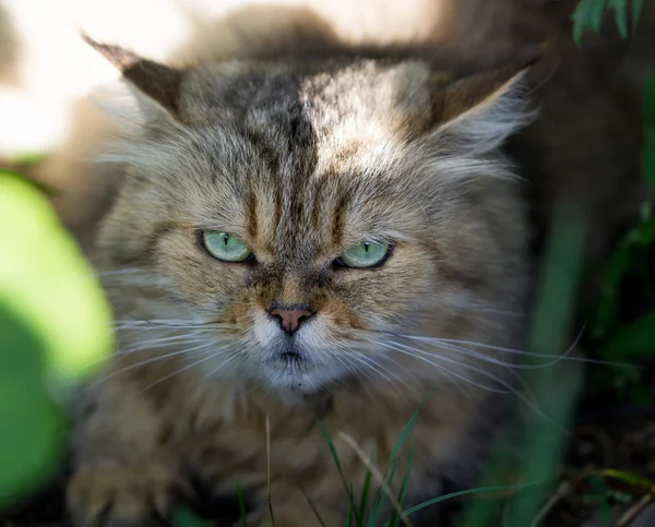 Kočka se zelenýma očima — Stock fotografie