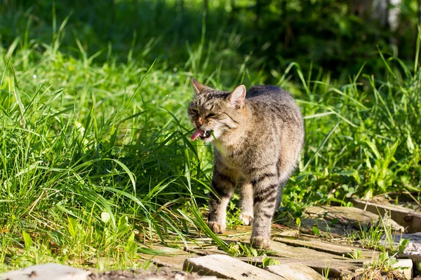 通りの猫は草 ストック画像