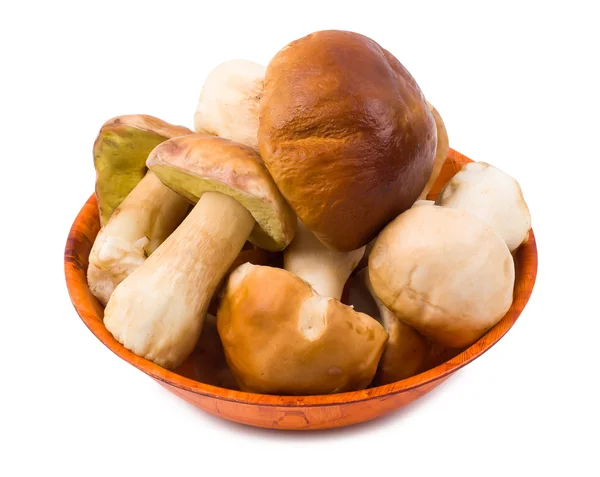 De cepes geïsoleerd — Stockfoto