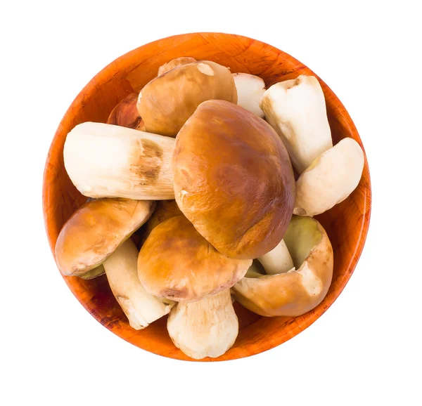 De cepes geïsoleerd — Stockfoto