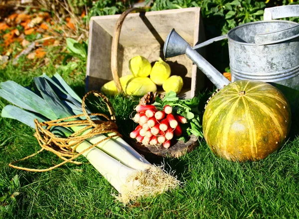 Vegetables in the kitchen garden,Radish, carrot, endive, leek — Stock Photo, Image