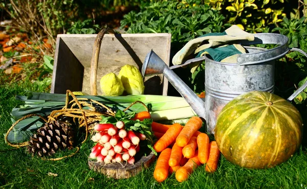 Vegetables in the kitchen garden,Radish, carrot, endive, leek — Stock Photo, Image