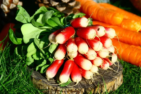 Vegetables in the kitchen garden,Radish, carrot, endive, leek — Stock Photo, Image