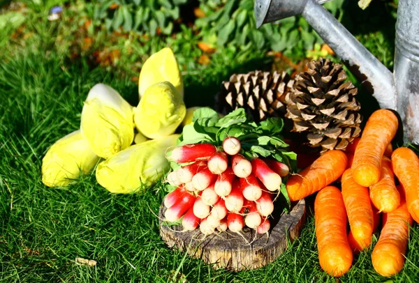 Vegetables in the kitchen garden,Radish, carrot, endive, leek — Stock Photo, Image