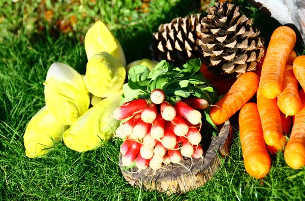 Vegetables in the kitchen garden,Radish, carrot, endive, leek — Stock Photo, Image
