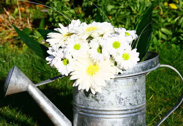 A bunch of daisy white in a watering can — Stock Photo, Image